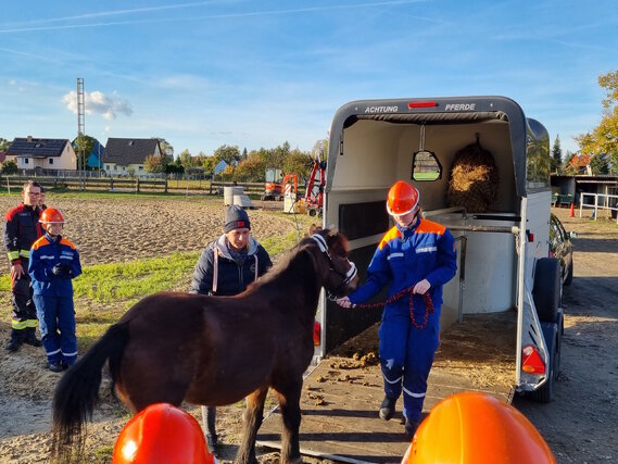 Pony Tony wird von Viktoria das erste mal aus dem Anhänger herausgeführt.