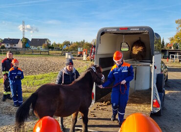 Pony Tony wird von Viktoria das erste mal aus dem Anhänger herausgeführt.