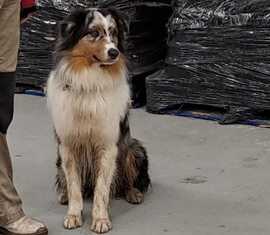 Flächensuchhund Sanai der Regieeinheit Rettungshundestaffel im Landkreis Spree-Neiße