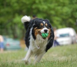 Rettungshund Arek beim spielen.